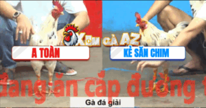 Trận 25 CPC5 6/11/2025 - Kẻ Săn Chim Tiếp Tục Giành Chiến Thắng Tại Giải