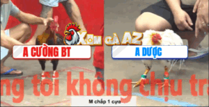 Trận 24 CPC5 7/11/2025 - Gà Xanh Nhẹ Hơn Tới 7 Chấm Hạ Tuyệt Đối Đối Thủ