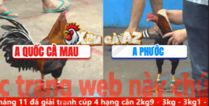 Trận 27 CPC5 7/11/2025 - Gà Đỏ Của Anh Quốc Đá 1 Chân Định Giang Sơn