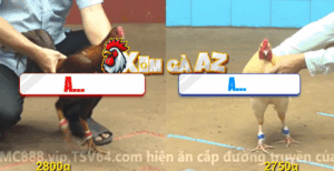 Trận 26 CPC4 8/11/2025 - Bướm Đâm Cựa Quá Nghiệt Khét Hay Nhưng Đủ Hên