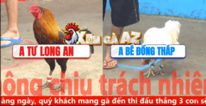 Trận 8 CPC5 8/11/2025 - Bướm Anh Tư Long An Đâm Như Giang Hồ Đối Thủ Hết Sửa