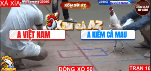 Trận 16 Bồ Hà Tiên 9/11/2025 - Kiểm Cà Mau Gặp Cọp Xịn Bên Đối Thủ