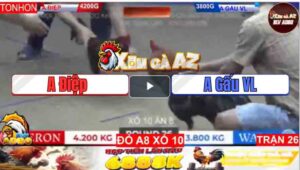 Trận 26 Tonhon 11/1/2025