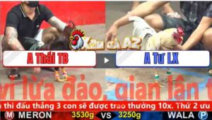 Trận 5 CPC5 3/11/2025