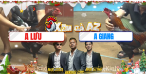 Trận 27 Bồ CPC4 23/12/2025 - Gà Anh Giang Chấp Hơn 2 Chấm Gà Đá Nước Khuya Ăn Cọp