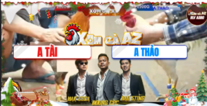 Trận 31 Bồ Tonhon 11/12/2025 - Gà Xám Anh Tài Đâm Đối Thủ Chết Tại Chỗ