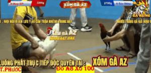 Trận 4 Bồ Thường Phước 17/1/2026 - Bảo Sting Bao Bồ Thường Phước Hôm Nay