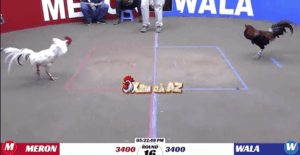 Trận 16 Bồ K88 14/1/2026 - Hắc Coca Tiếp Tục Làm Mưa Làm Gió Hôm Nay