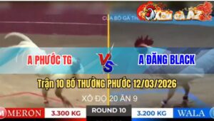 10 thuong phuoc 1